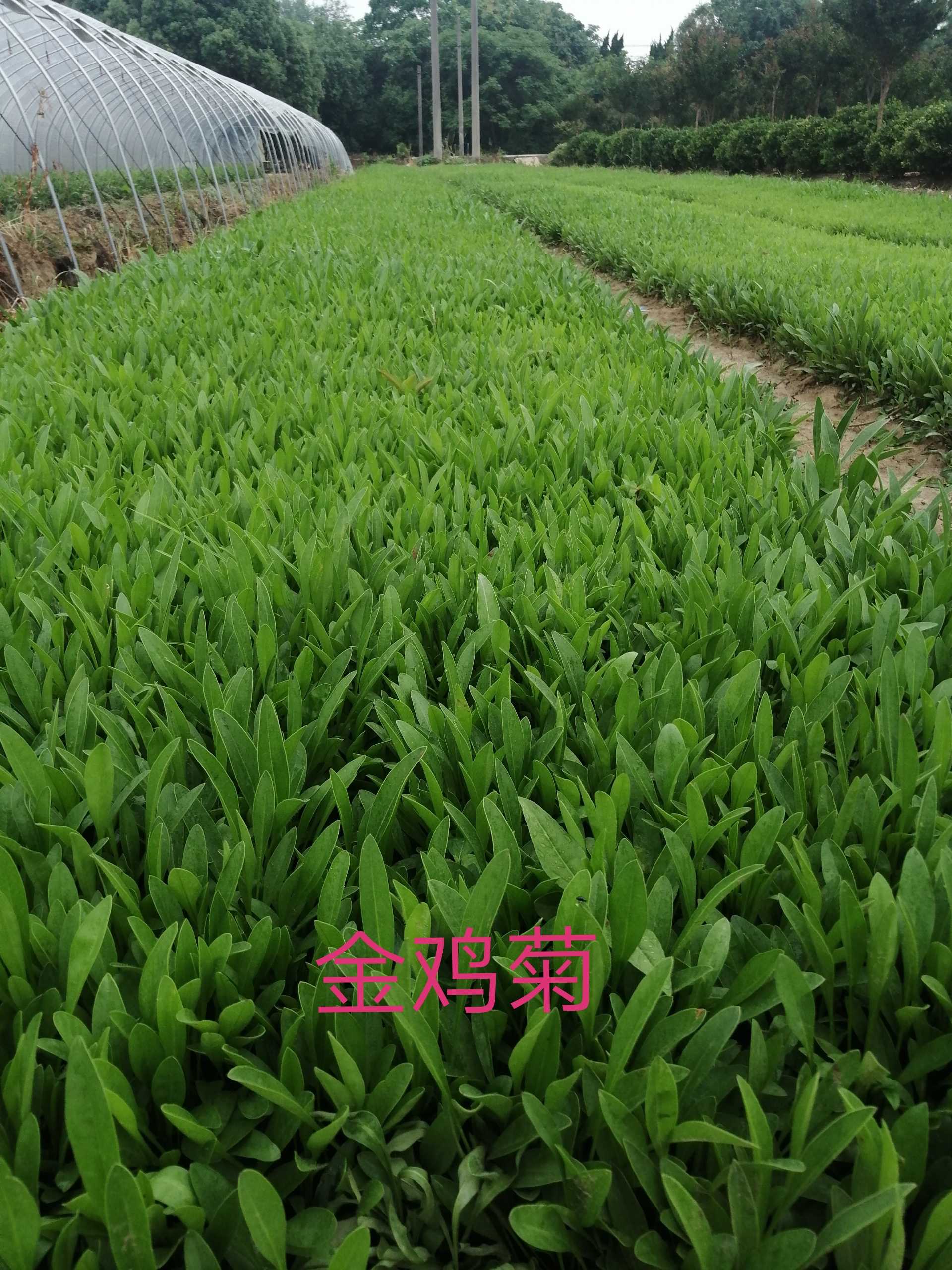 大花金鸡菊图片