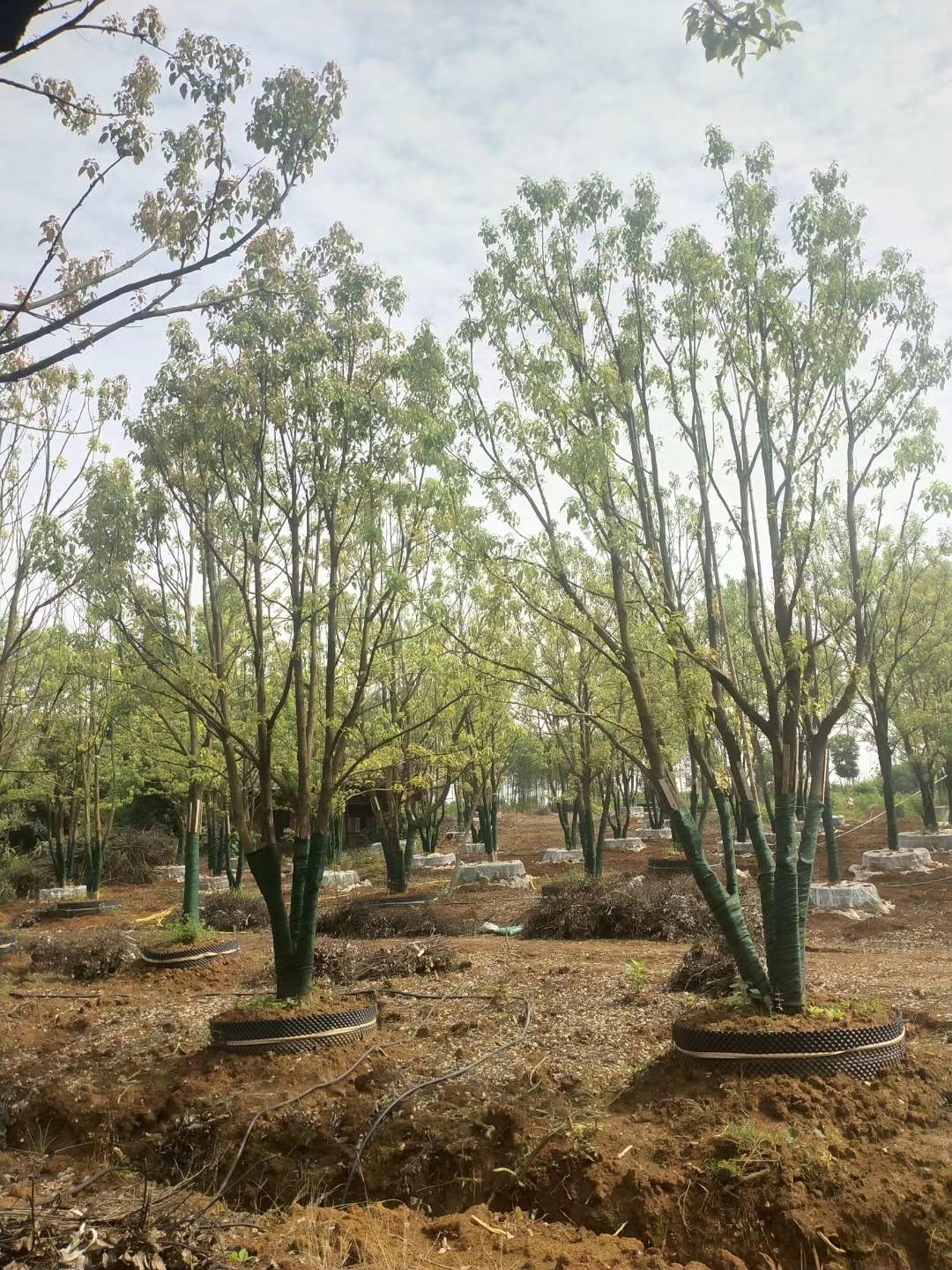 丛生香樟图片