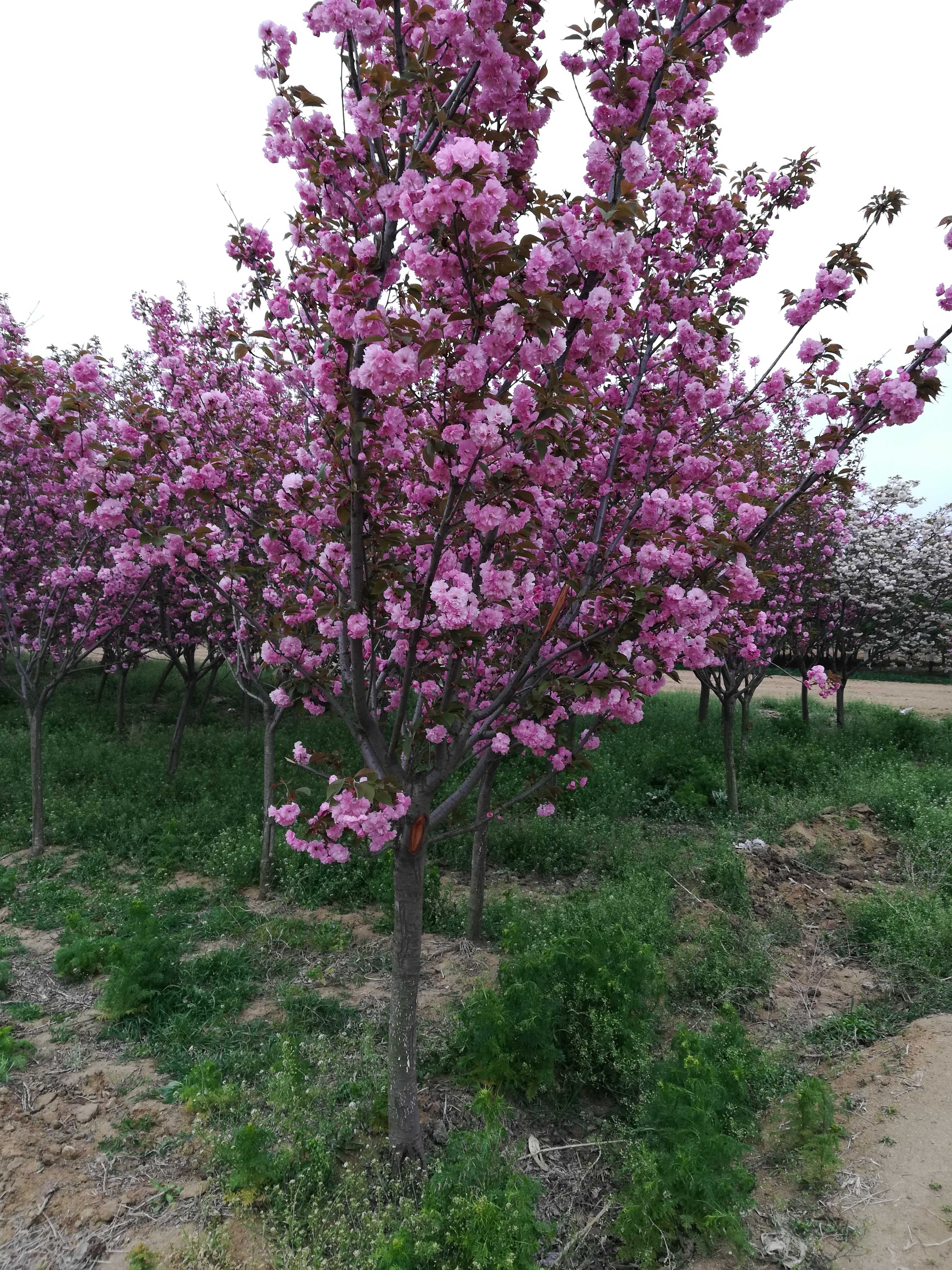 樱花图片