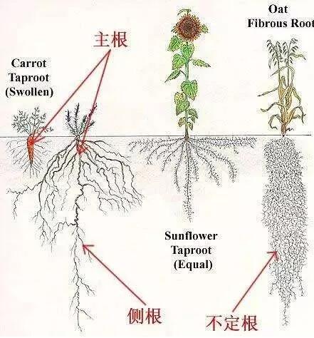最详细的植物根部知识普及