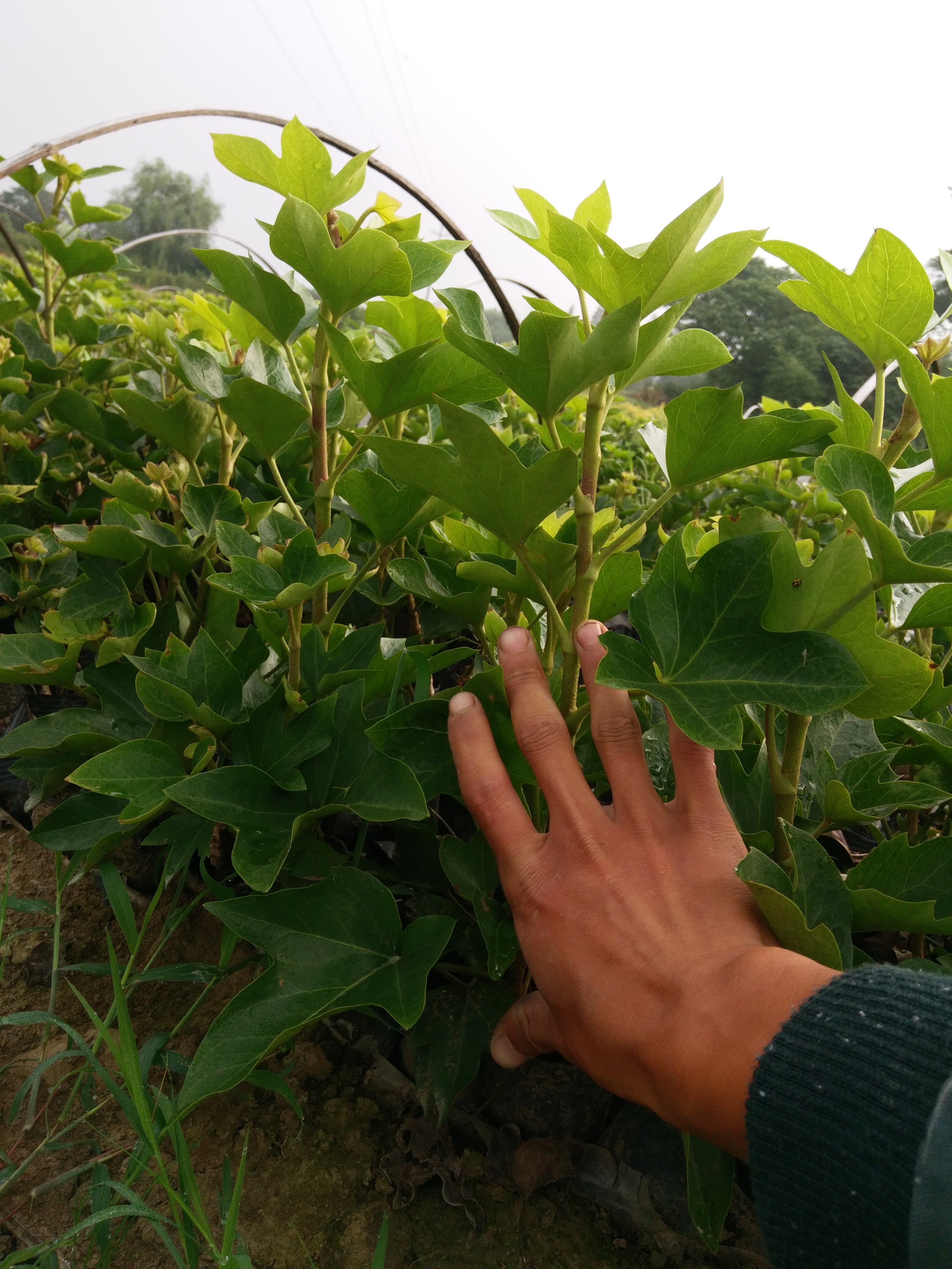 熊掌木图片