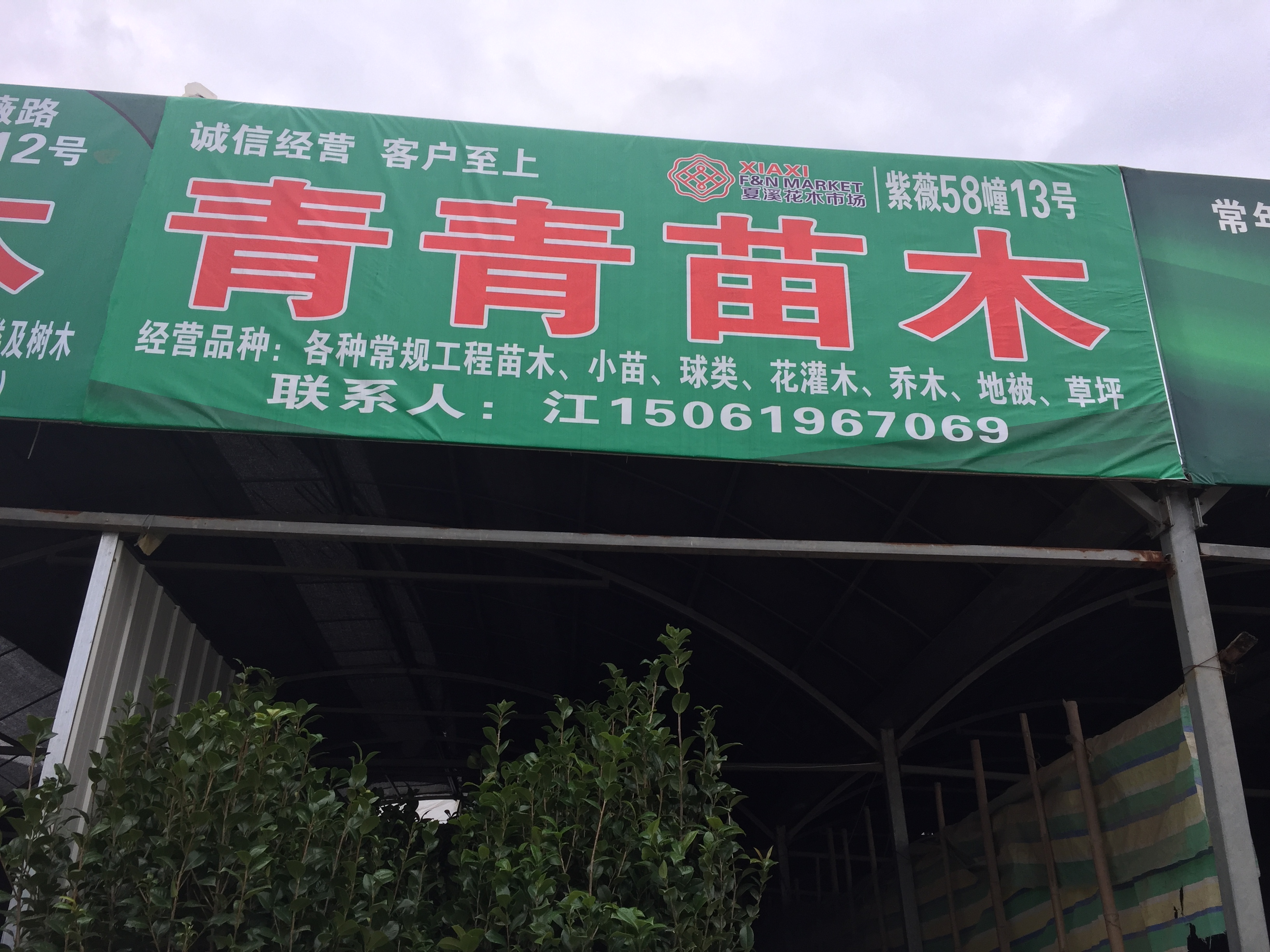 青青苗木