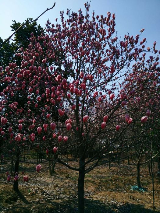 溧阳竹箦康顺花木