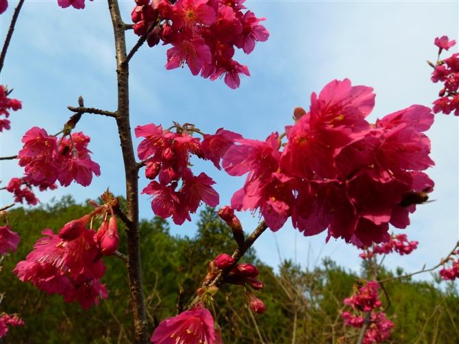 樱花图片