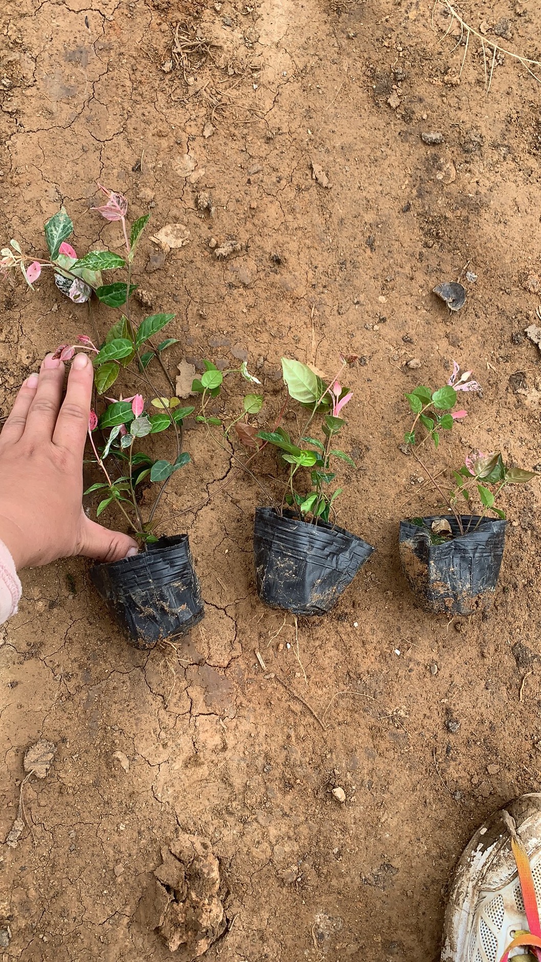 花叶络石图片