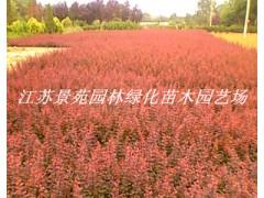 红叶小檗图片