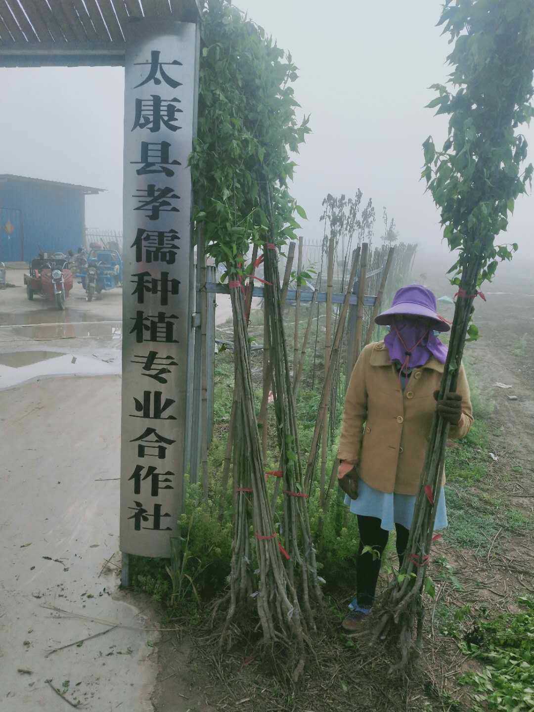 太康孝儒种植合作社图片