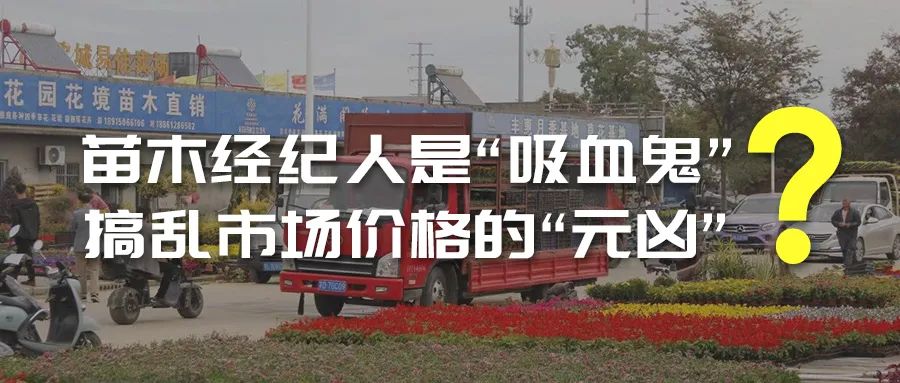 苗木经纪人是“吸血鬼”，搞乱市场价格的“元凶”？