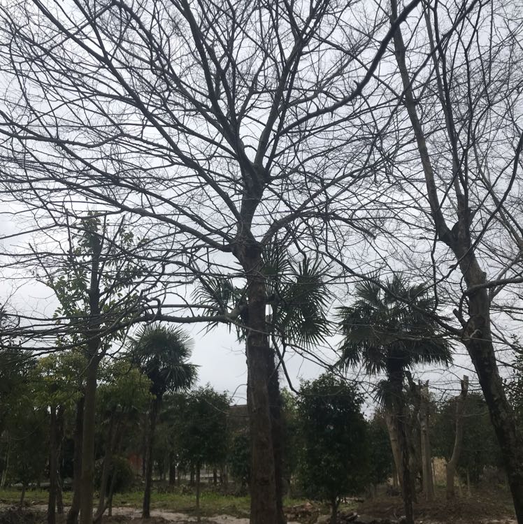 朴树图片