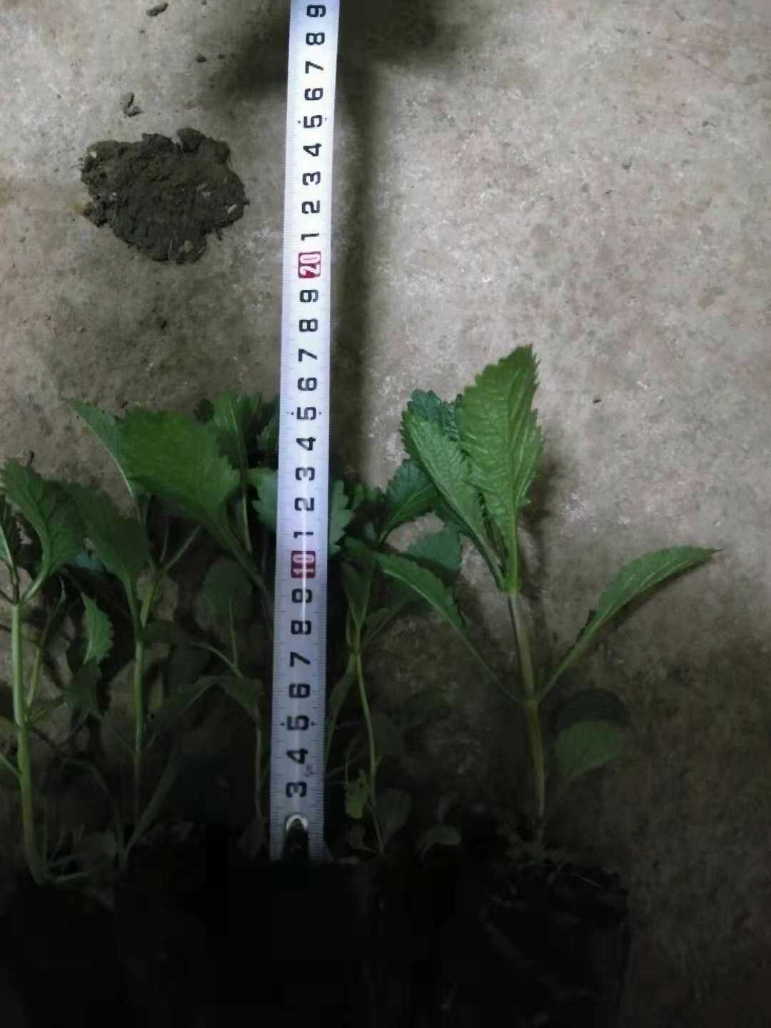 柳叶马鞭草图片