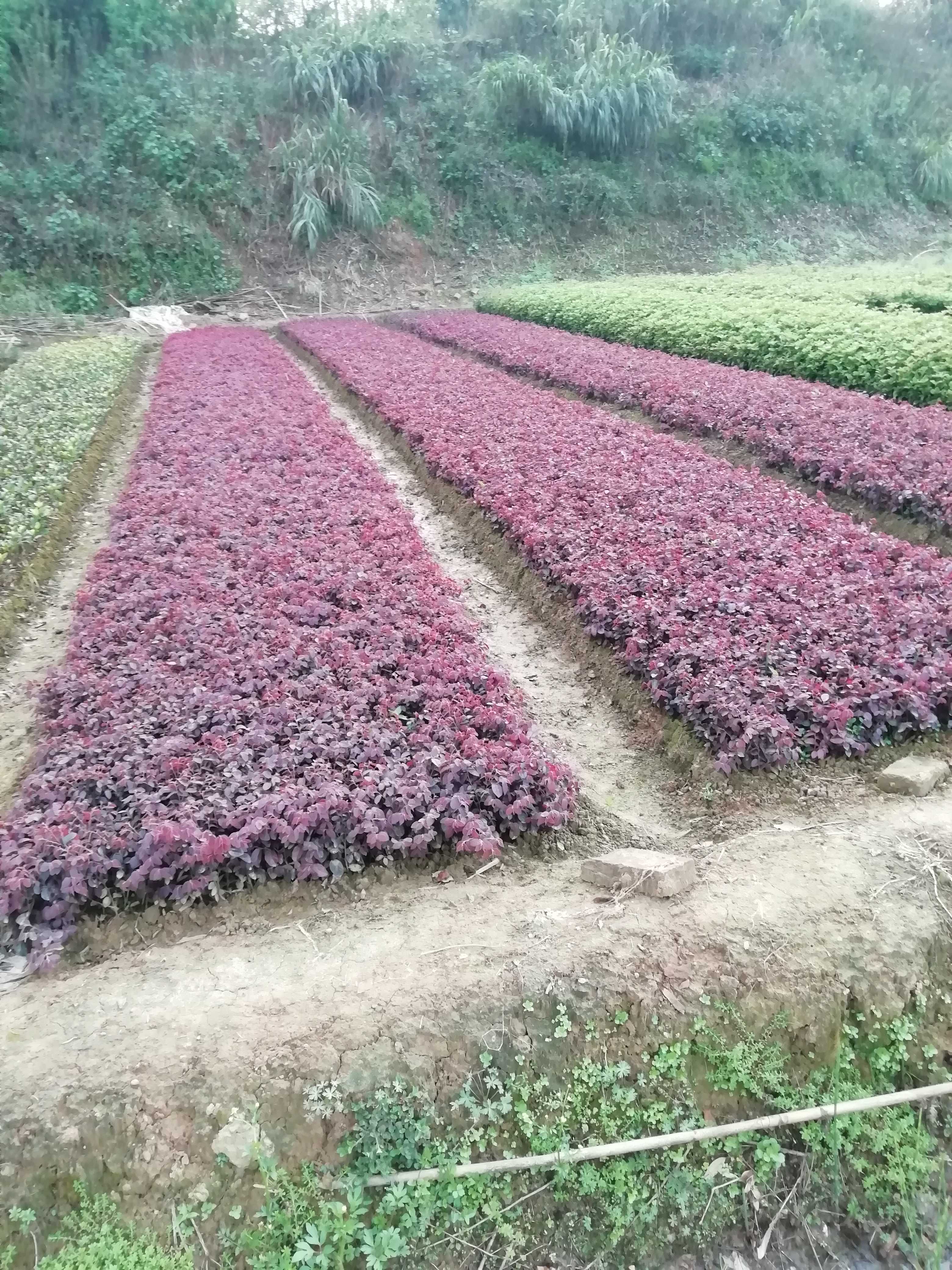 红花檵木图片