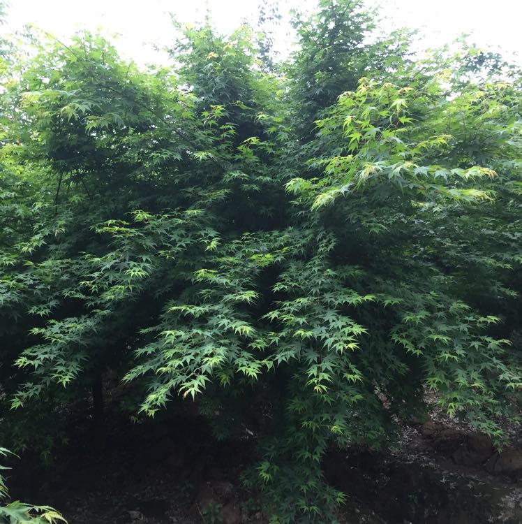 鸡爪槭图片