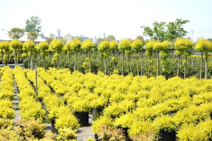 苗木养护绕不开的8大问题，苗木种植夏季管理养护技术！