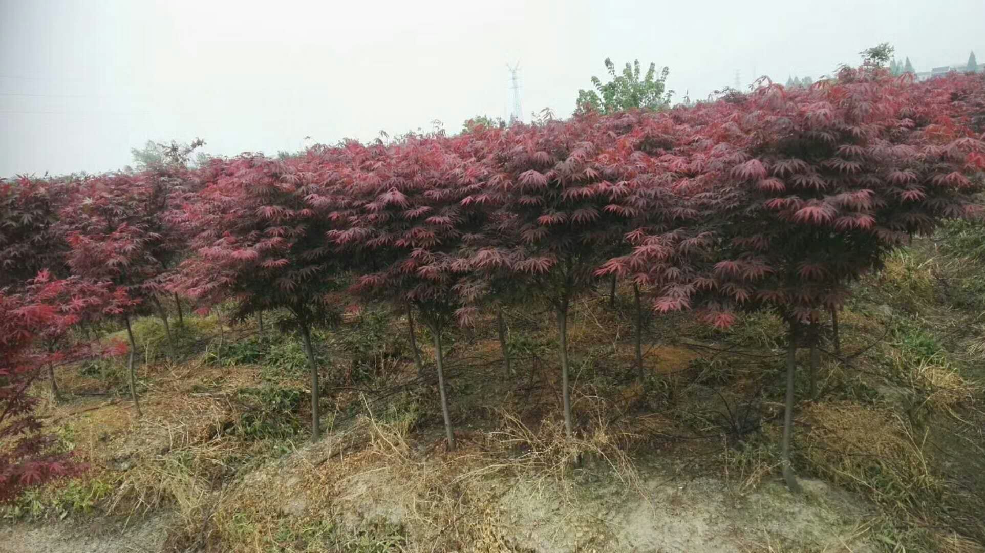 红枫图片