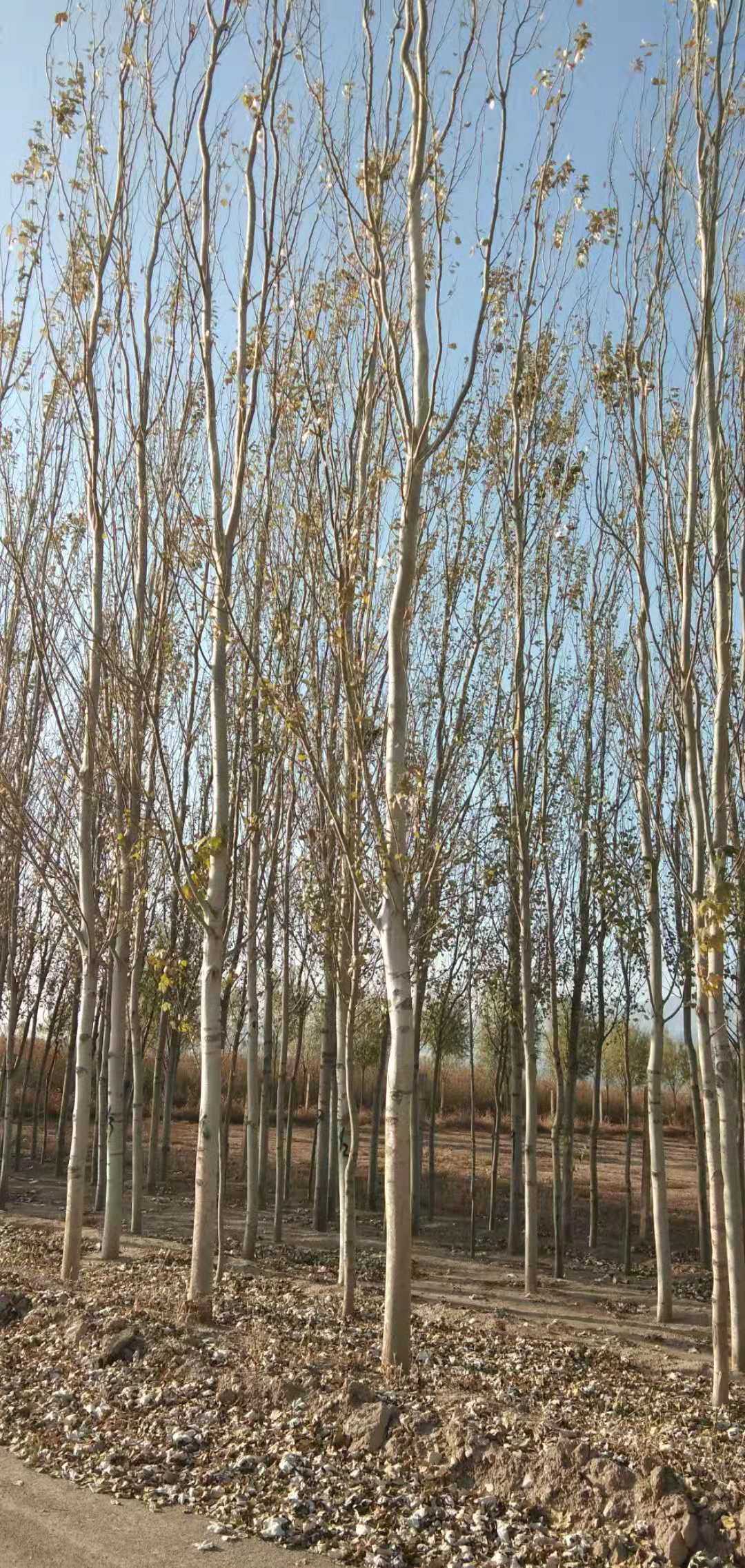 速生杨图片