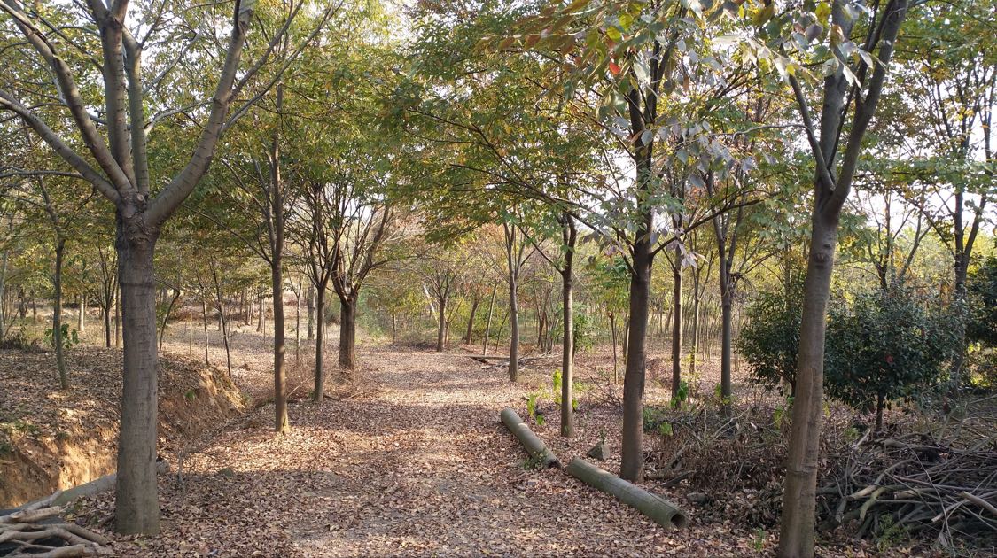 句容徐氏苗圃基地