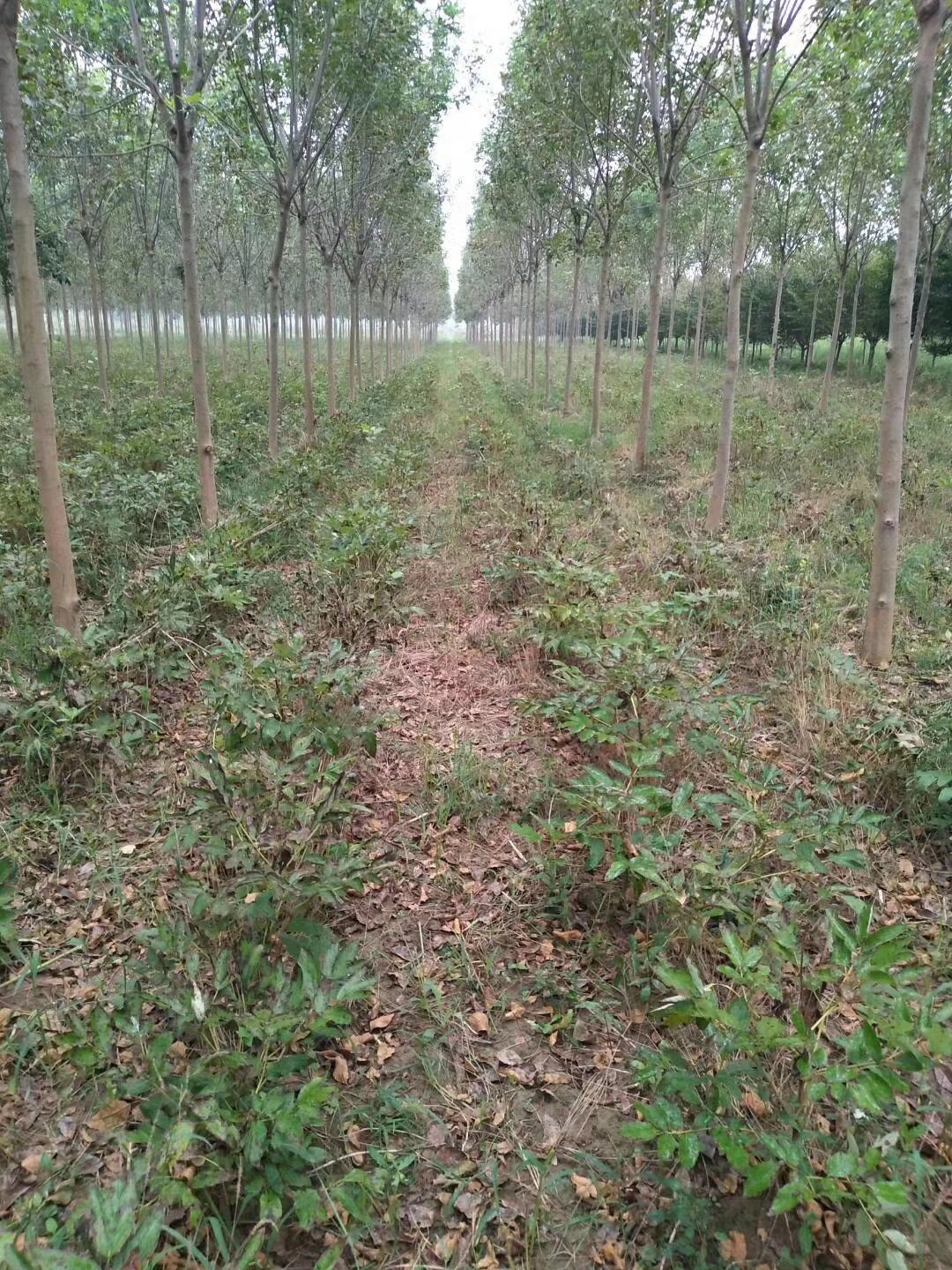 白蜡图片