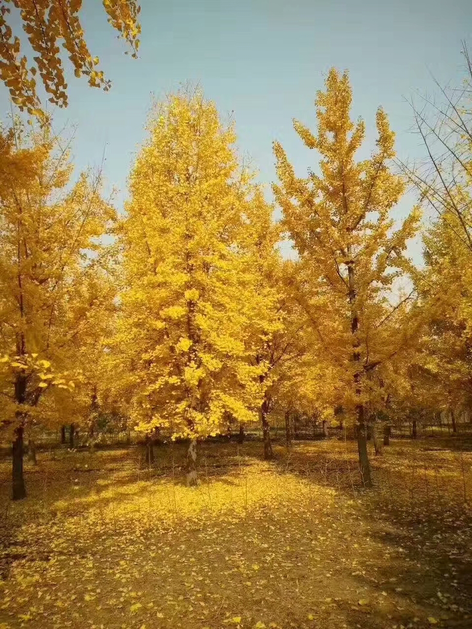 邳州鸿达诚信苗圃场