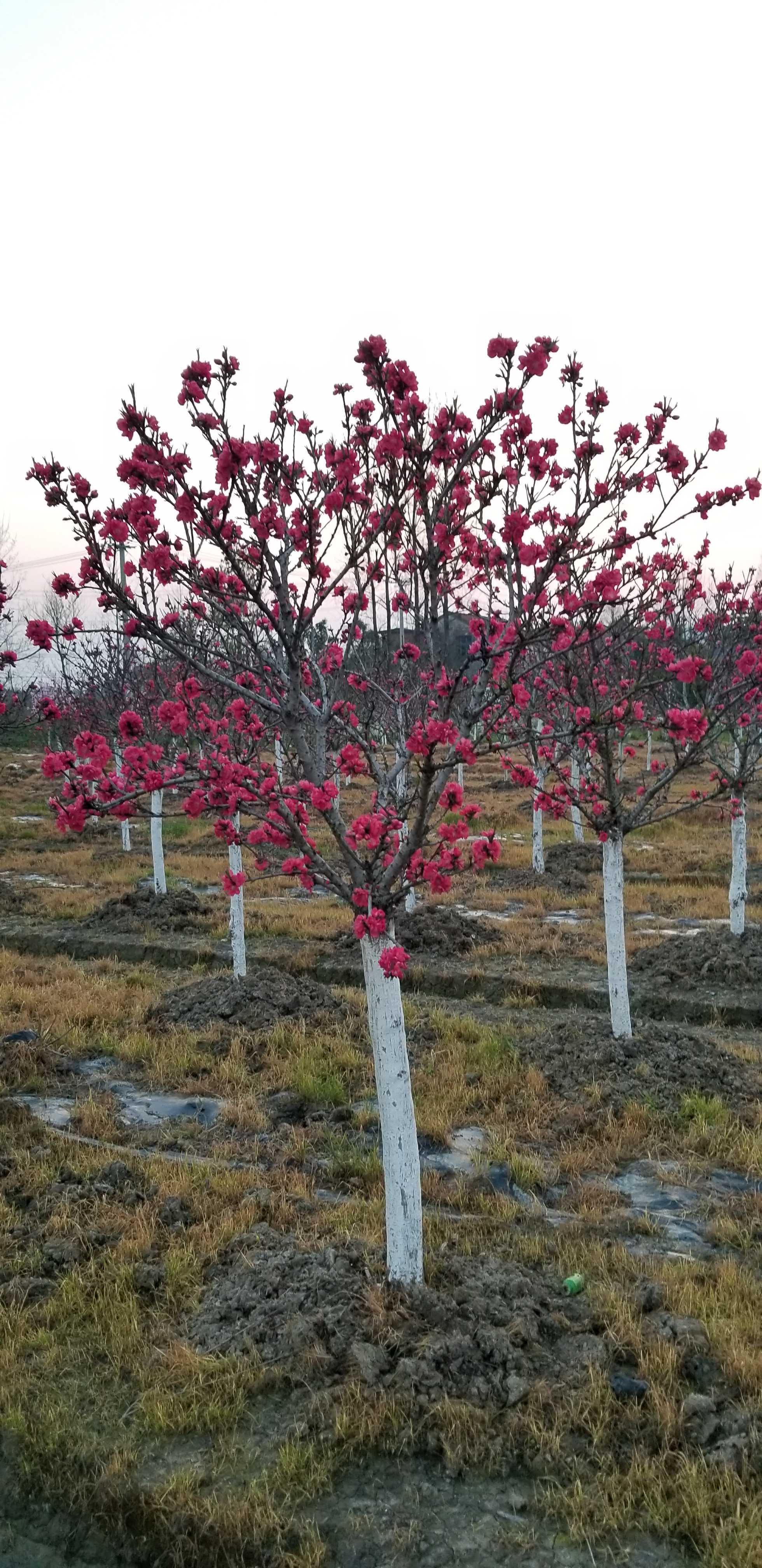 花桃图片