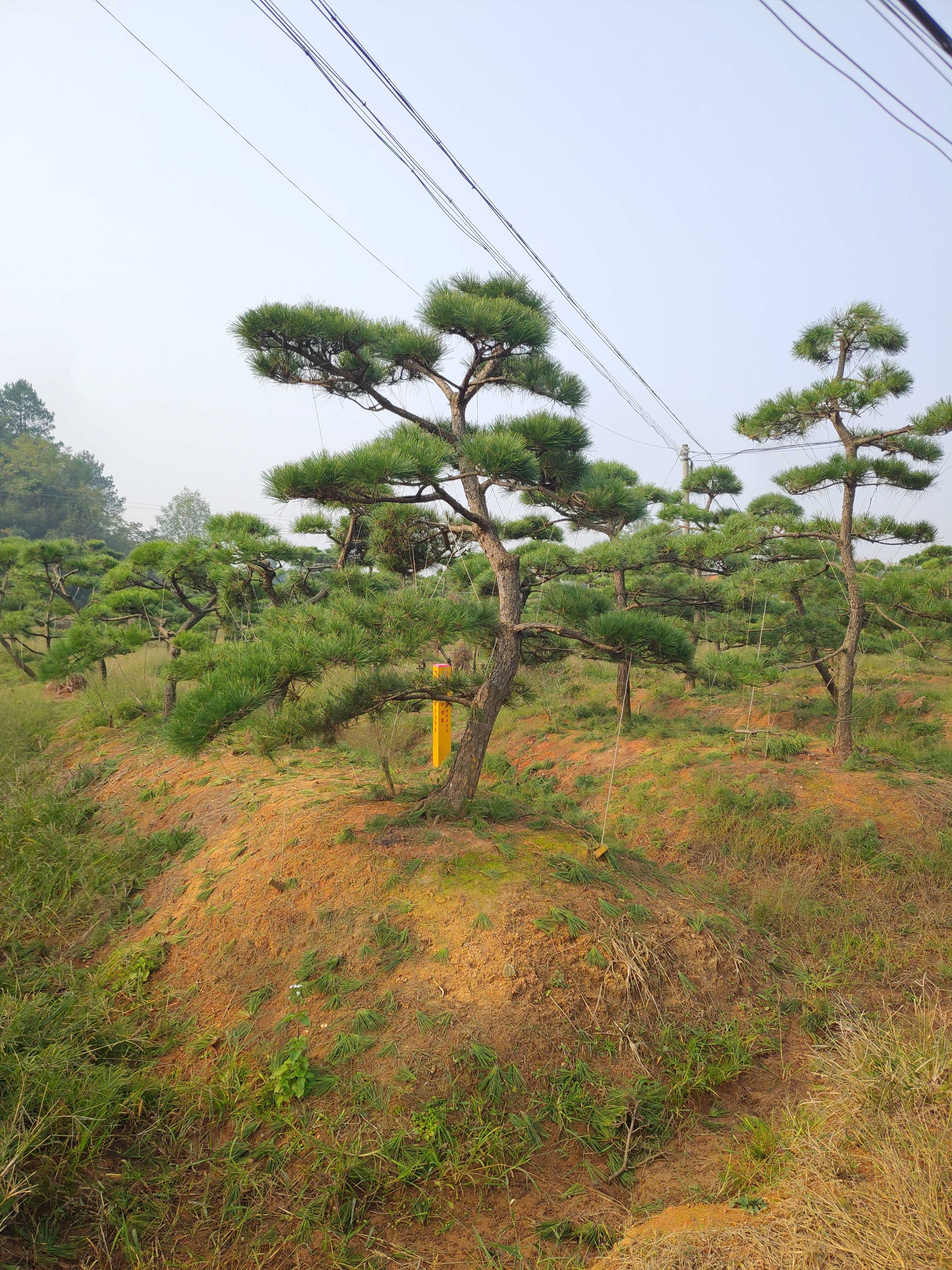 黑松图片