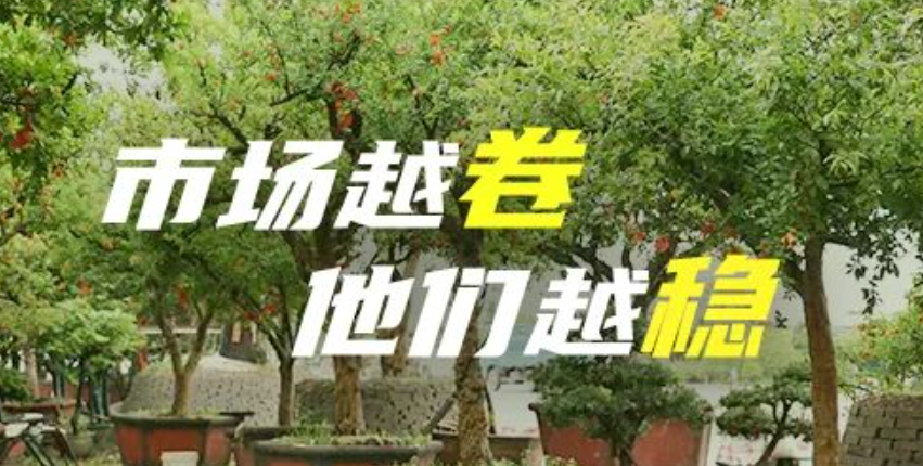 “别劝了，我们就种石榴”