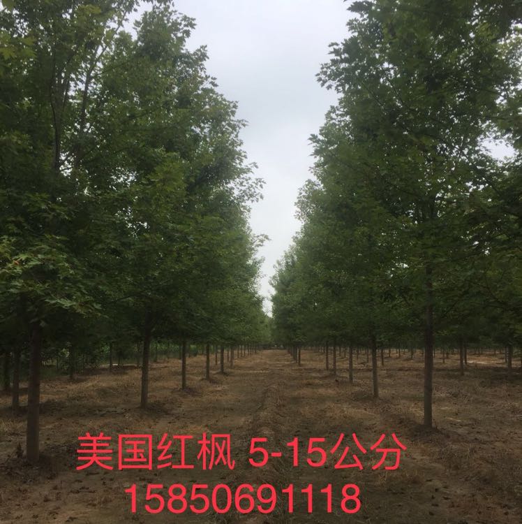 美国红枫