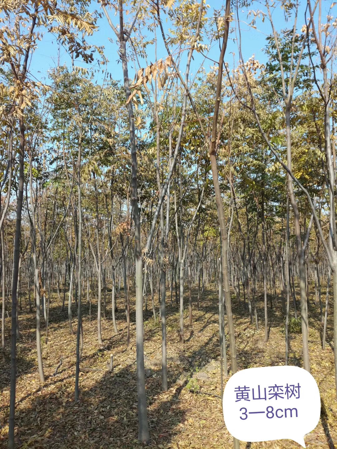 黄山栾树图片