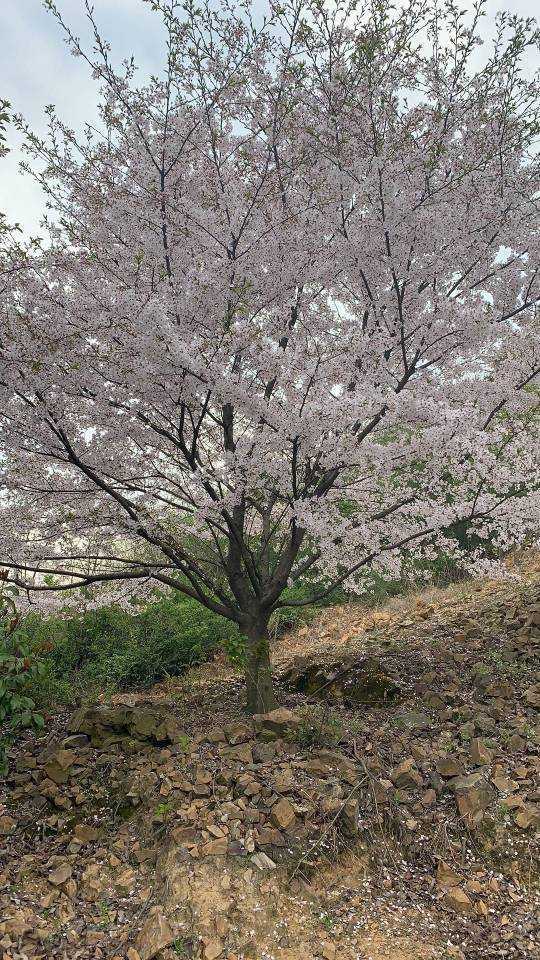 日本樱花（染井吉野樱）图片