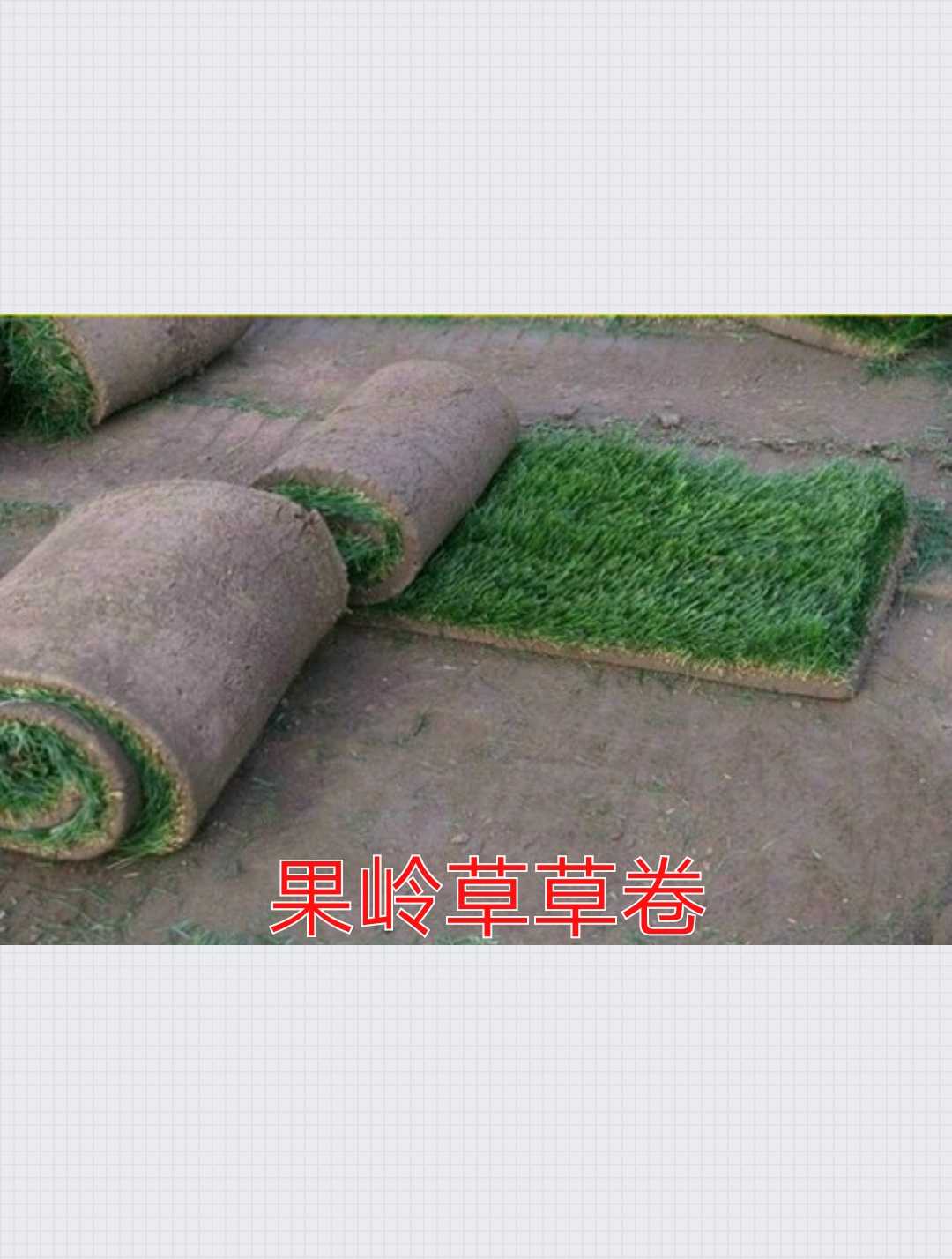 果岭草+黑麦草混播图片