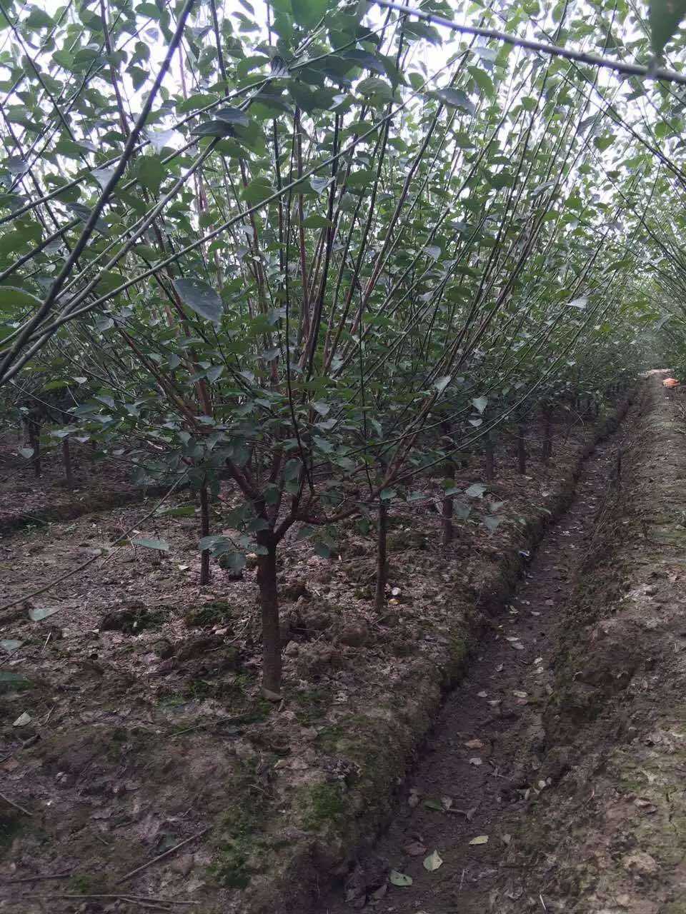 垂丝海棠图片