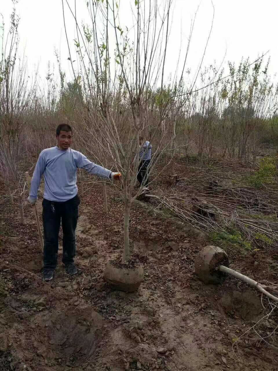 花石榴图片