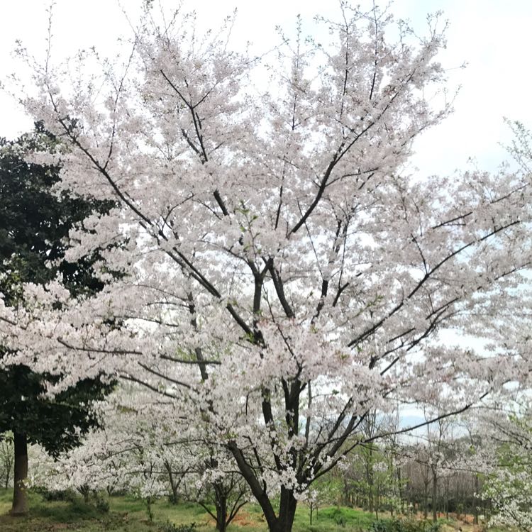 日本樱花（染井吉野樱）图片