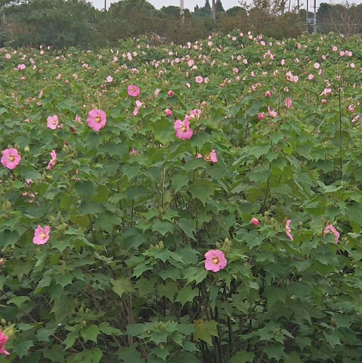 木芙蓉图片