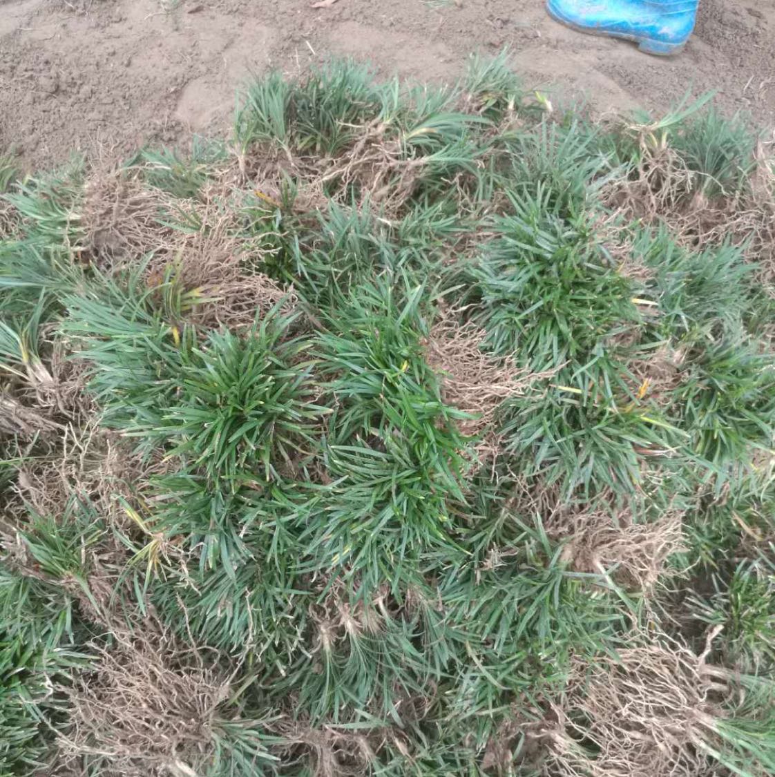 矮麦冬草图片