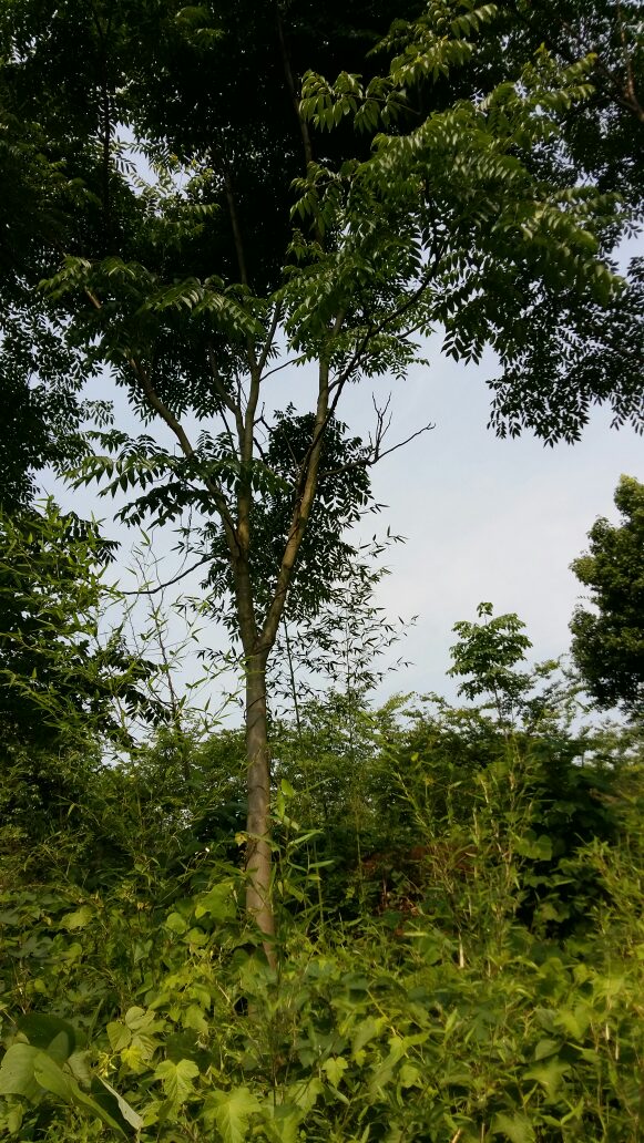 黄山栾树图片