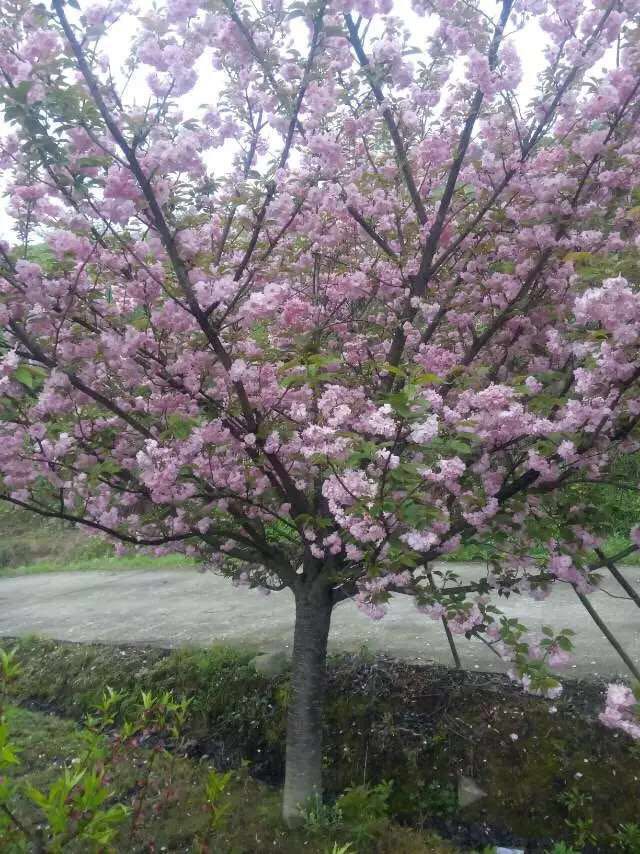 樱花图片