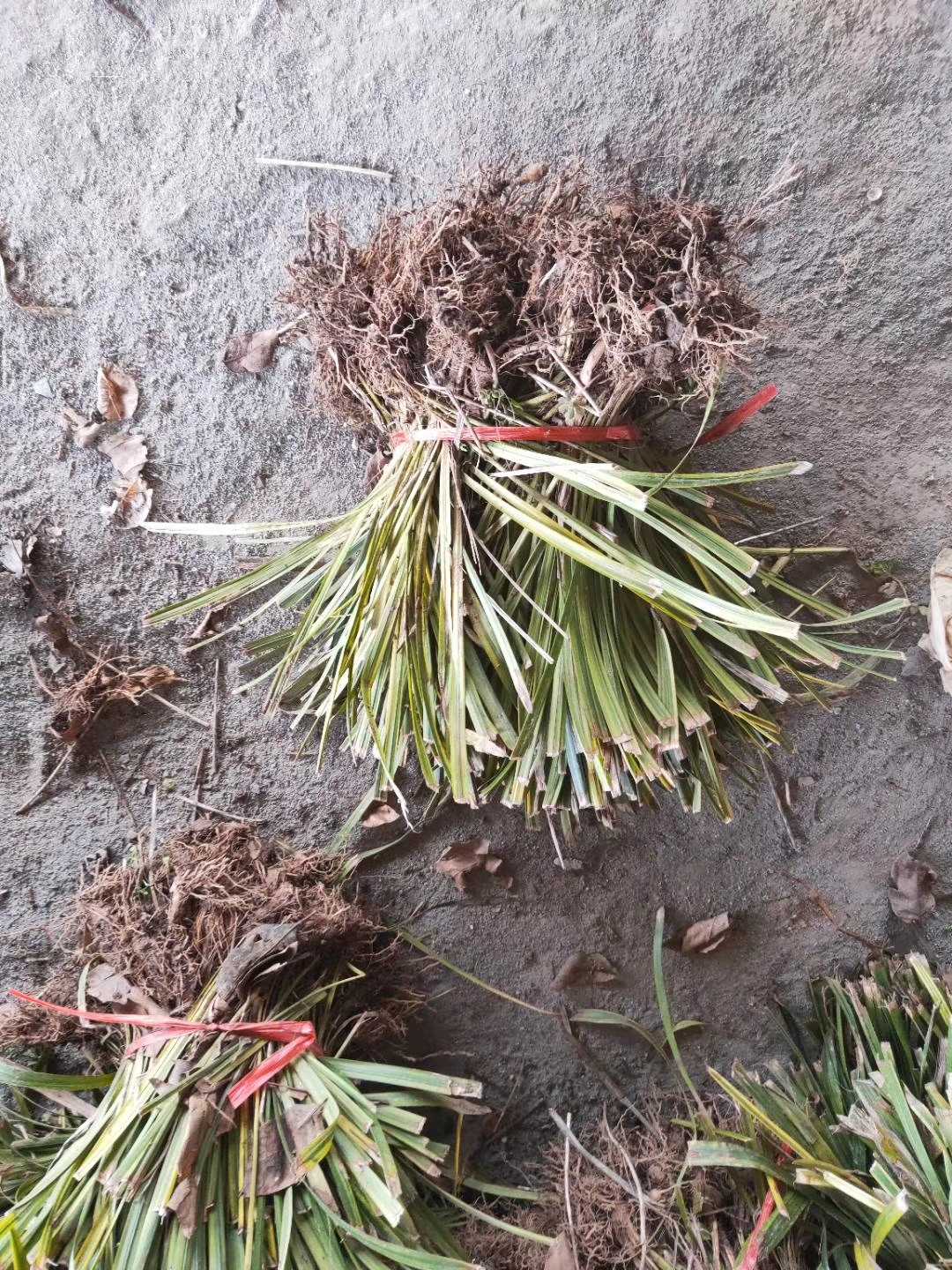 麦冬草图片