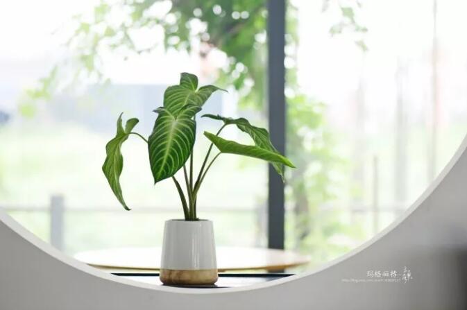 做了这么多年组合盆栽，这几件事你搞懂了吗？每一盆都可以拼成各种有趣的表情