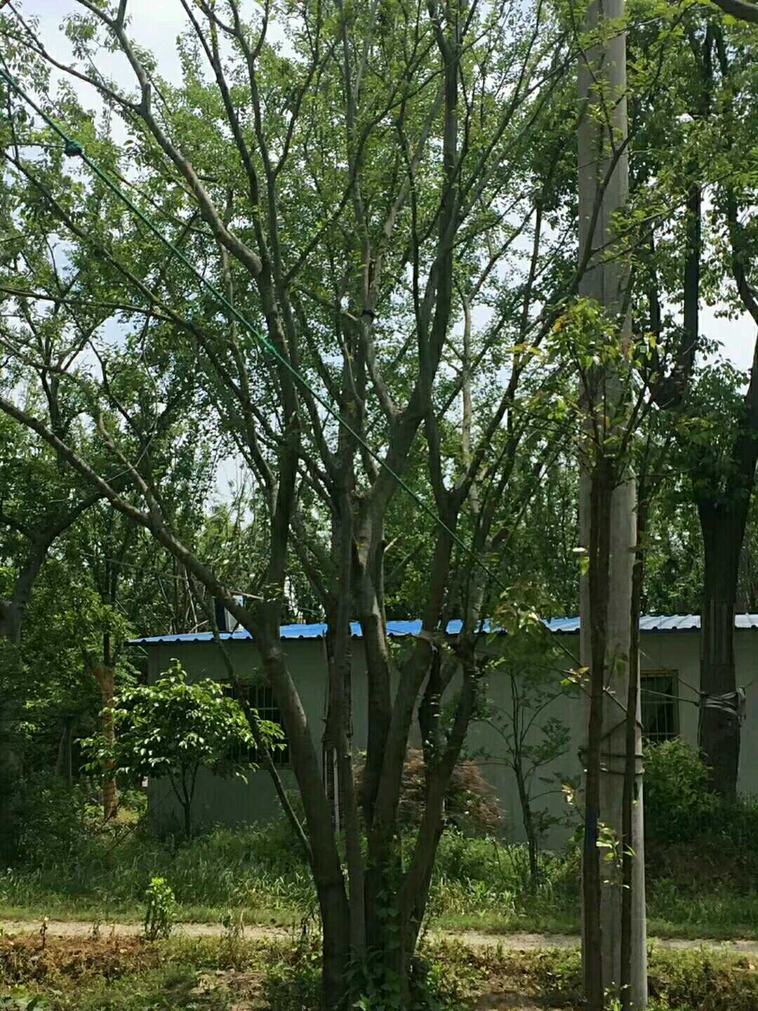 丛生朴树图片