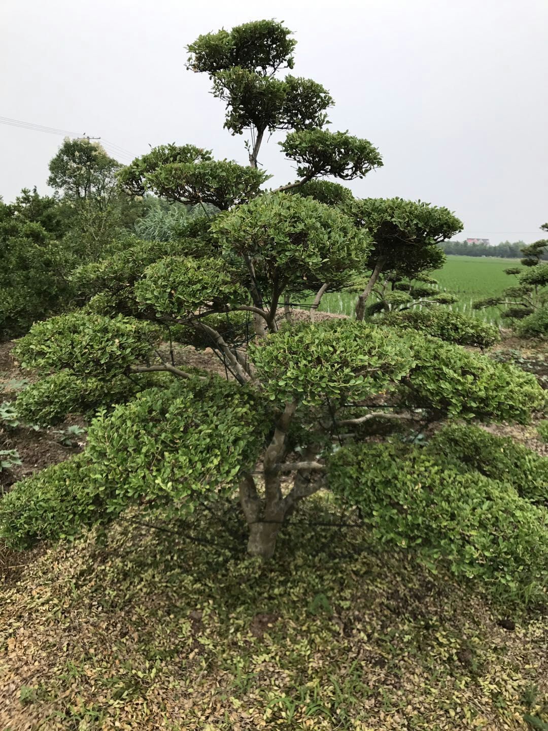 香樟图片