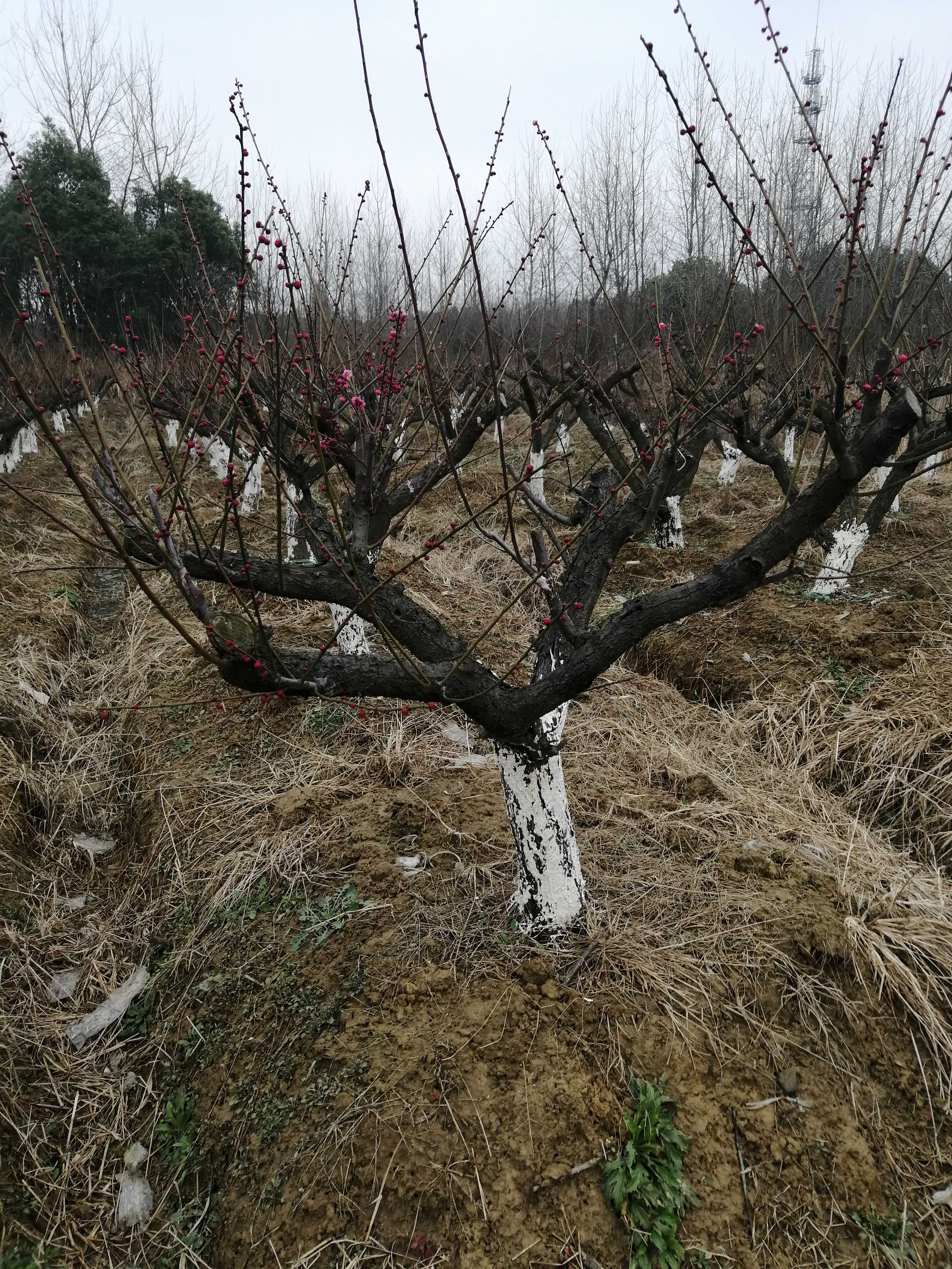 红梅图片