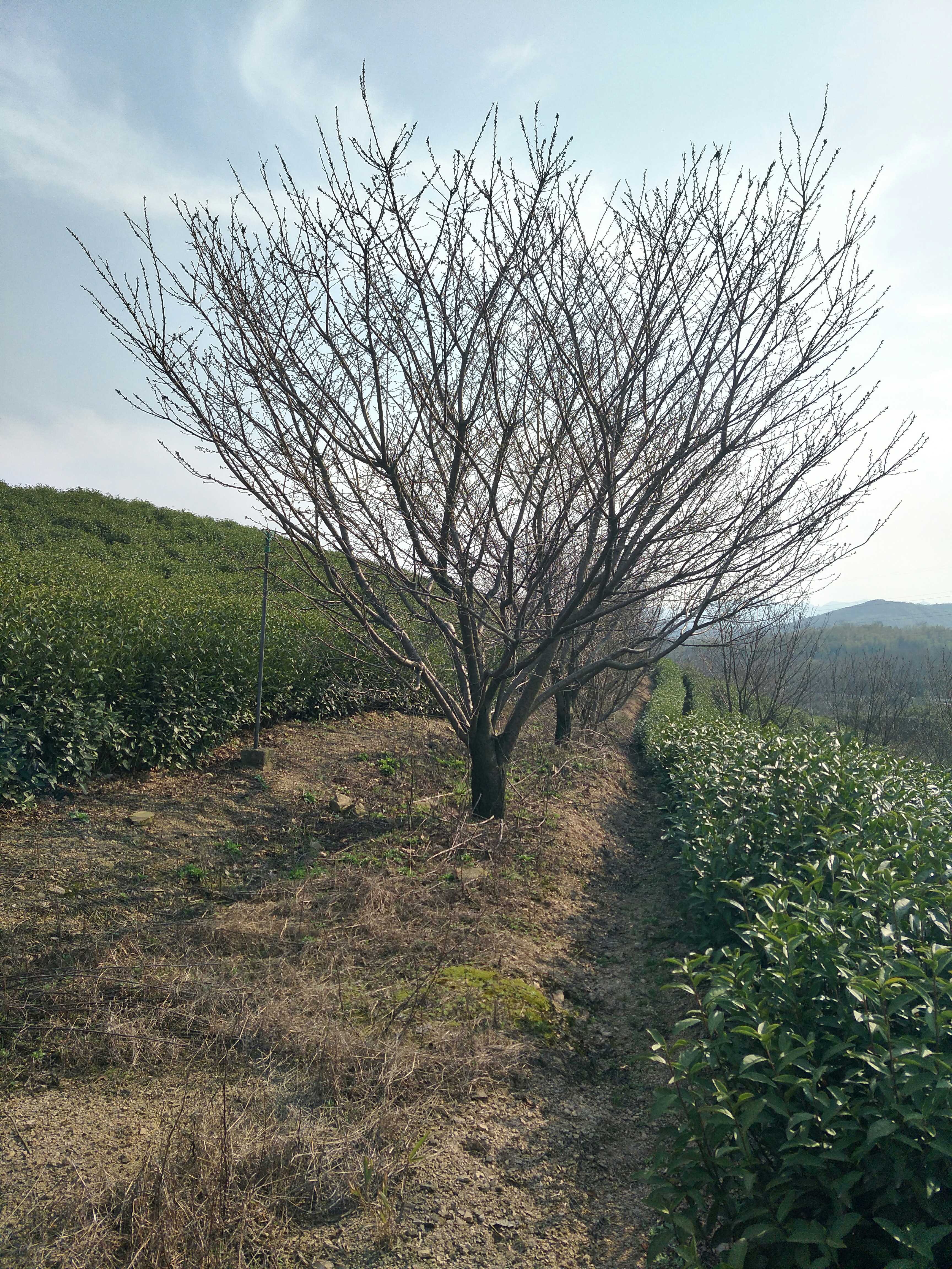 日本晚樱图片