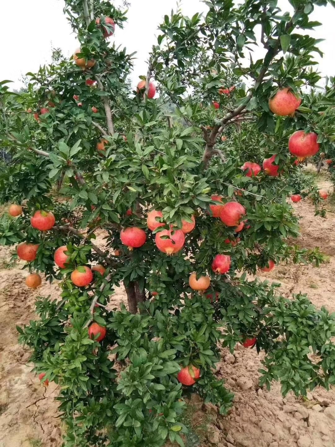 果石榴图片