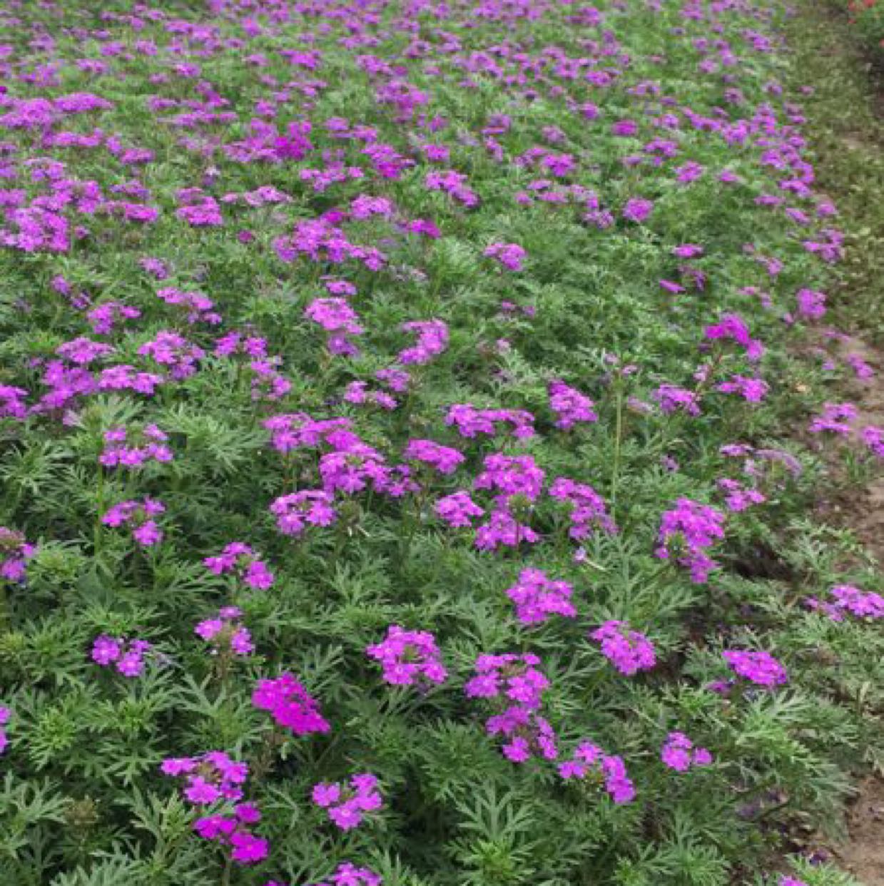 紫花美女樱图片