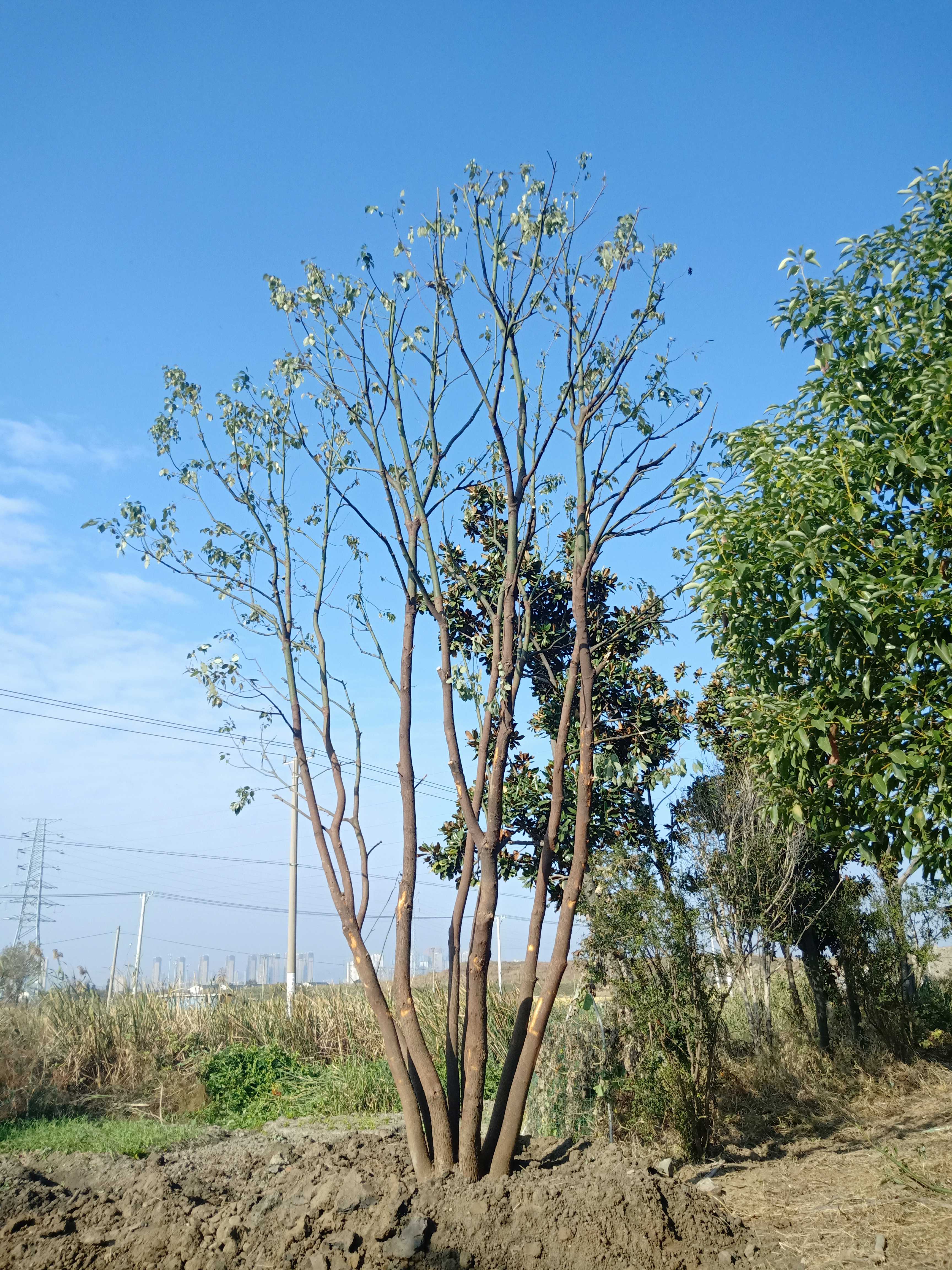 香樟图片