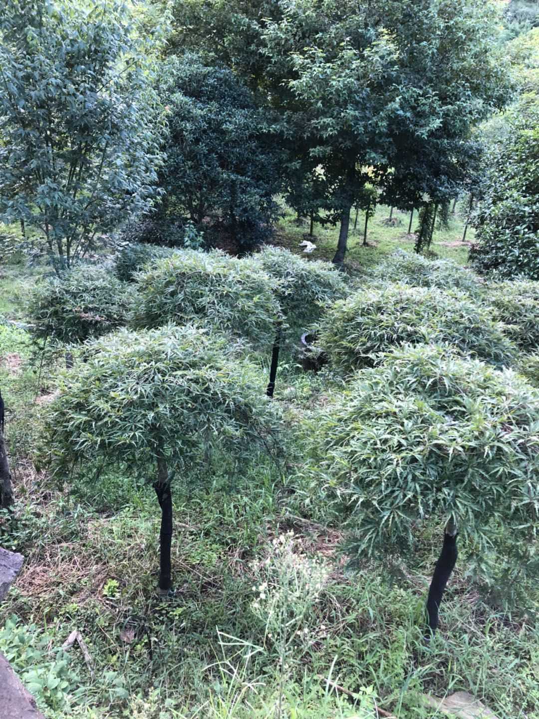 羽毛枫图片