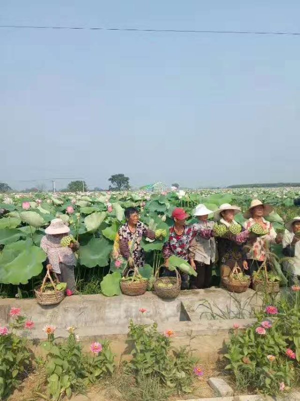 荷花图片