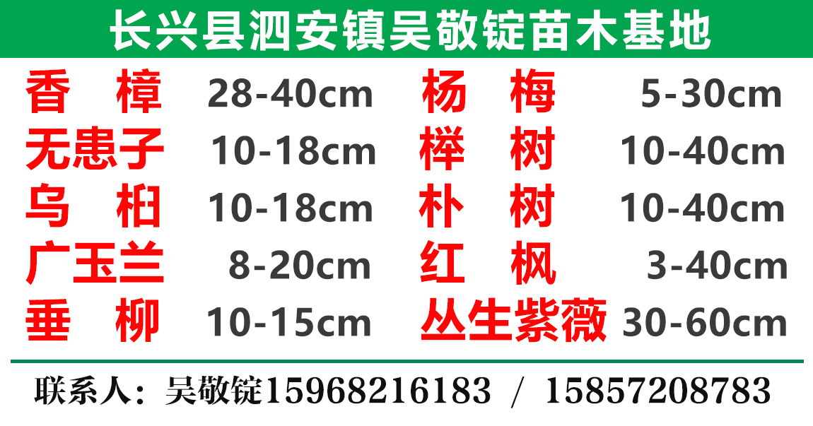 威龙苗木图片