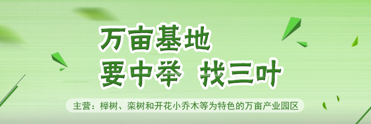 夏溪盆花销量稳中有升 家庭消费购买力增强