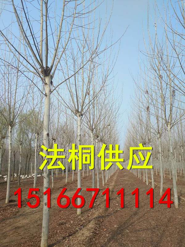 法国梧桐图片